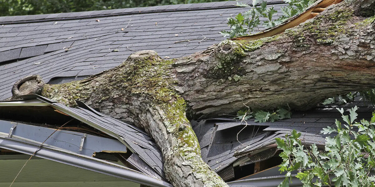 A large tree has fallen onto the roof of a house, causing significant damage to the shingles, gutters, and structure—a typical sight for a damaged roof Ottawa homeowners may face.