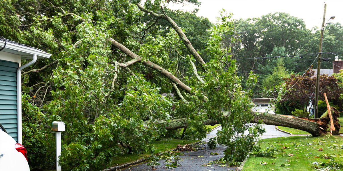 A large tree has fallen across a driveway in Kanata, blocking the path and covering a white mailbox after wind damage. Broken branches and leaves are scattered on the ground near a house and a white vehicle.