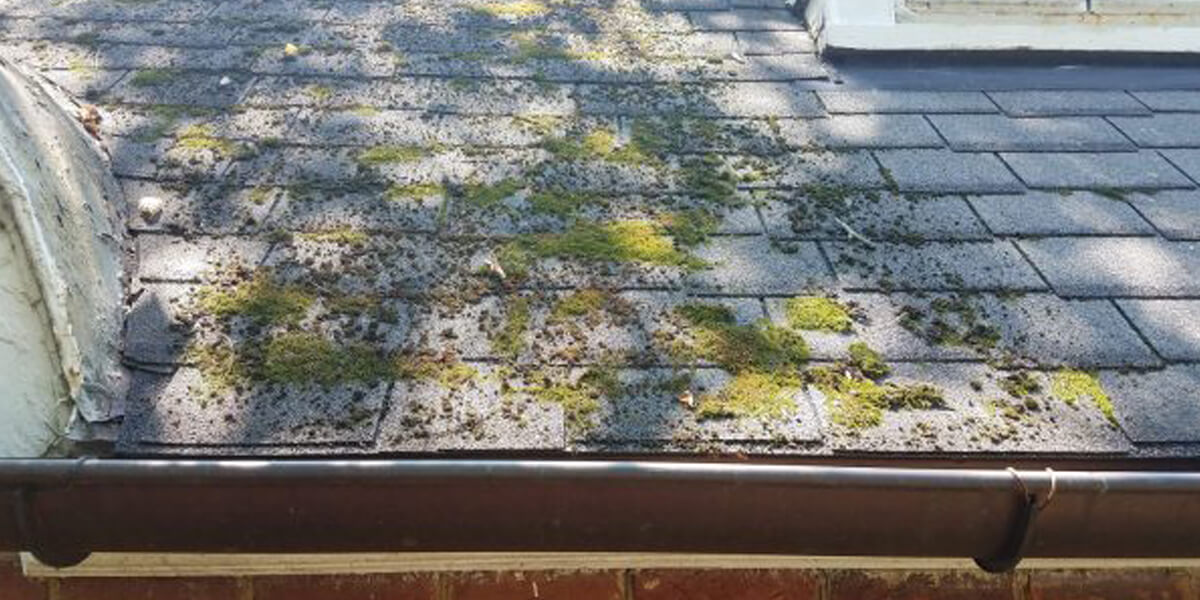 Moss and algae patches growing on dark roof shingles above a brick wall, with a window and gutter visible—signs that roof repair in the Glebe may be needed.
