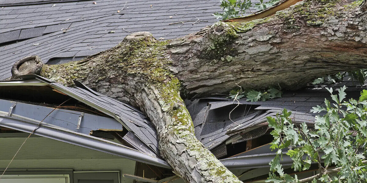 A large tree has fallen onto a house, crushing part of the roof and gutter, with branches and leaves scattered across the damaged area, requiring roofing insurance and restoration services.