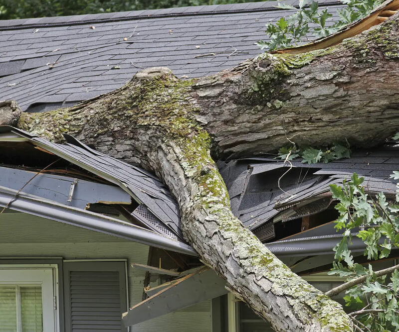 A large tree has fallen onto the roof of a house, causing significant damage to the shingles, gutters, and structure—a typical sight for a damaged roof Ottawa homeowners may face.
