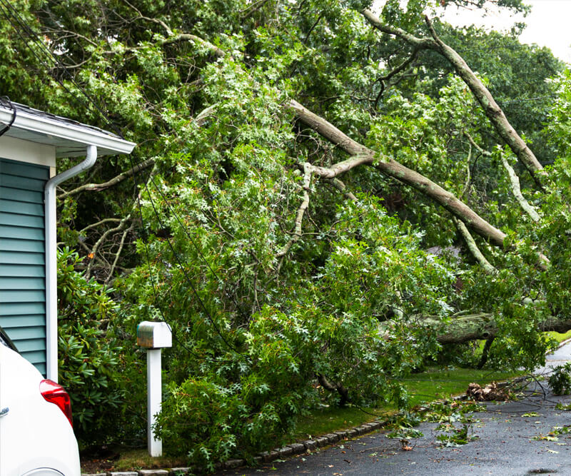 A large tree has fallen across a driveway in Kanata, blocking the path and covering a white mailbox after wind damage. Broken branches and leaves are scattered on the ground near a house and a white vehicle.