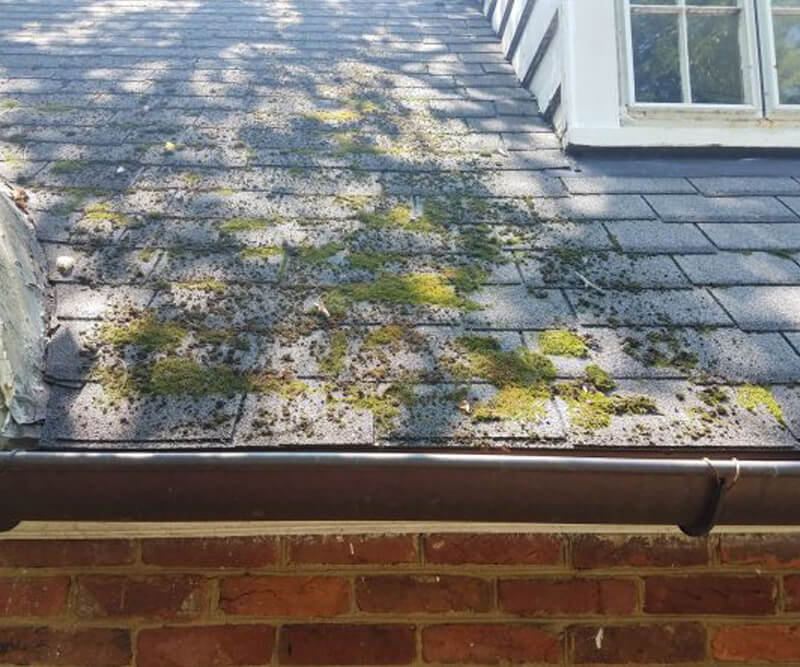 Moss and algae patches growing on dark roof shingles above a brick wall, with a window and gutter visible—signs that roof repair in the Glebe may be needed.