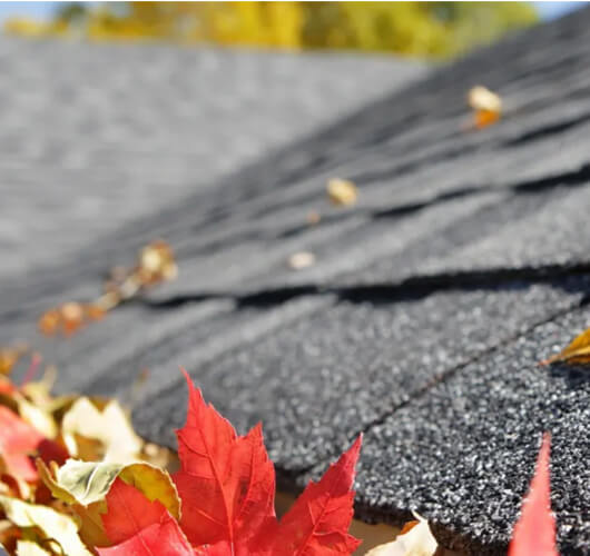 Close-up of autumn leaves, mostly red and yellow, scattered on a dark gray shingled roof—a reminder of the importance of roof maintenance Ottawa as seasons change, with blurred yellow foliage in the background.